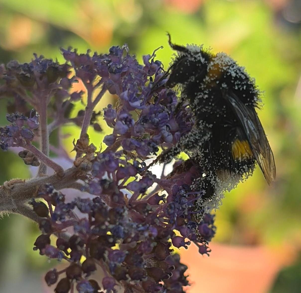Un bombo visita i fiori fertili di un'ortensia