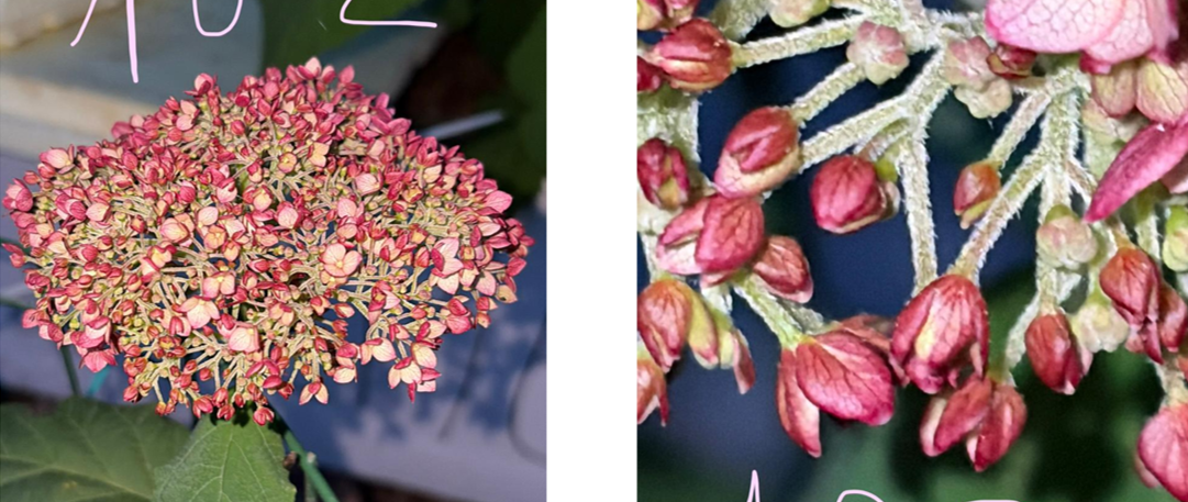 La fioritura rosa della pianta 102 e un dettaglio ravvicinato