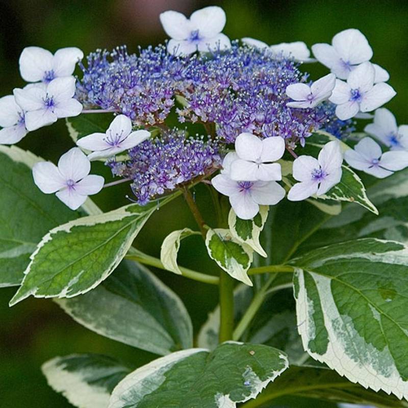 Fiori azzurri e foglie variegate