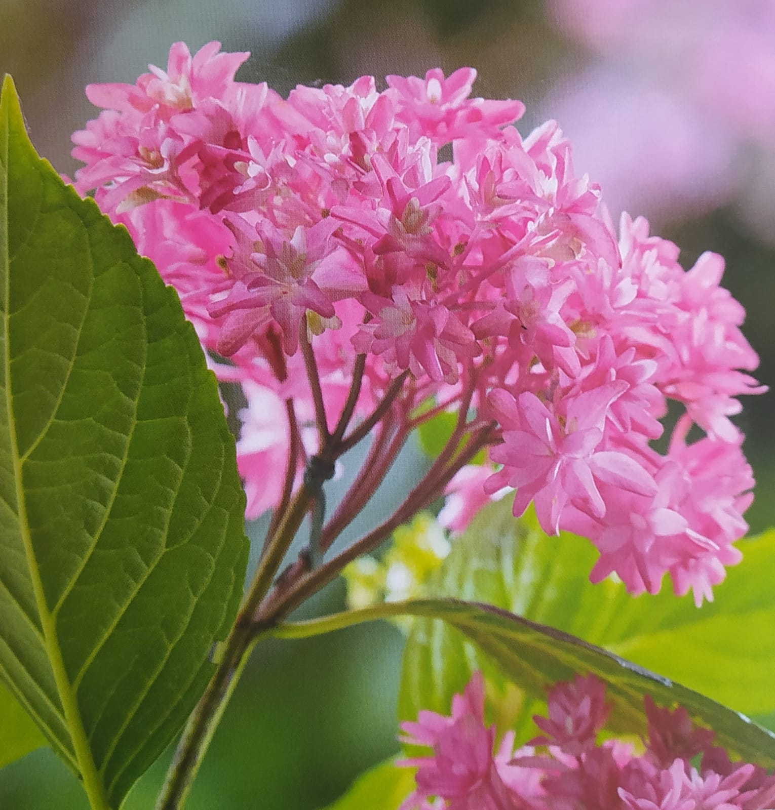 Fiori rosa in primo piano