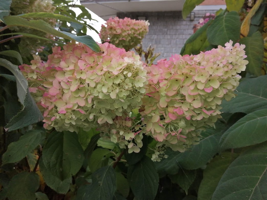 Fioriture tra verde e rosa