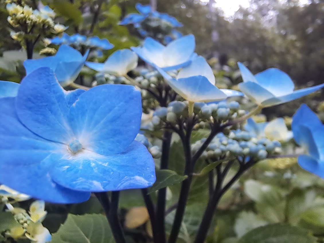 Azzurro da vicino