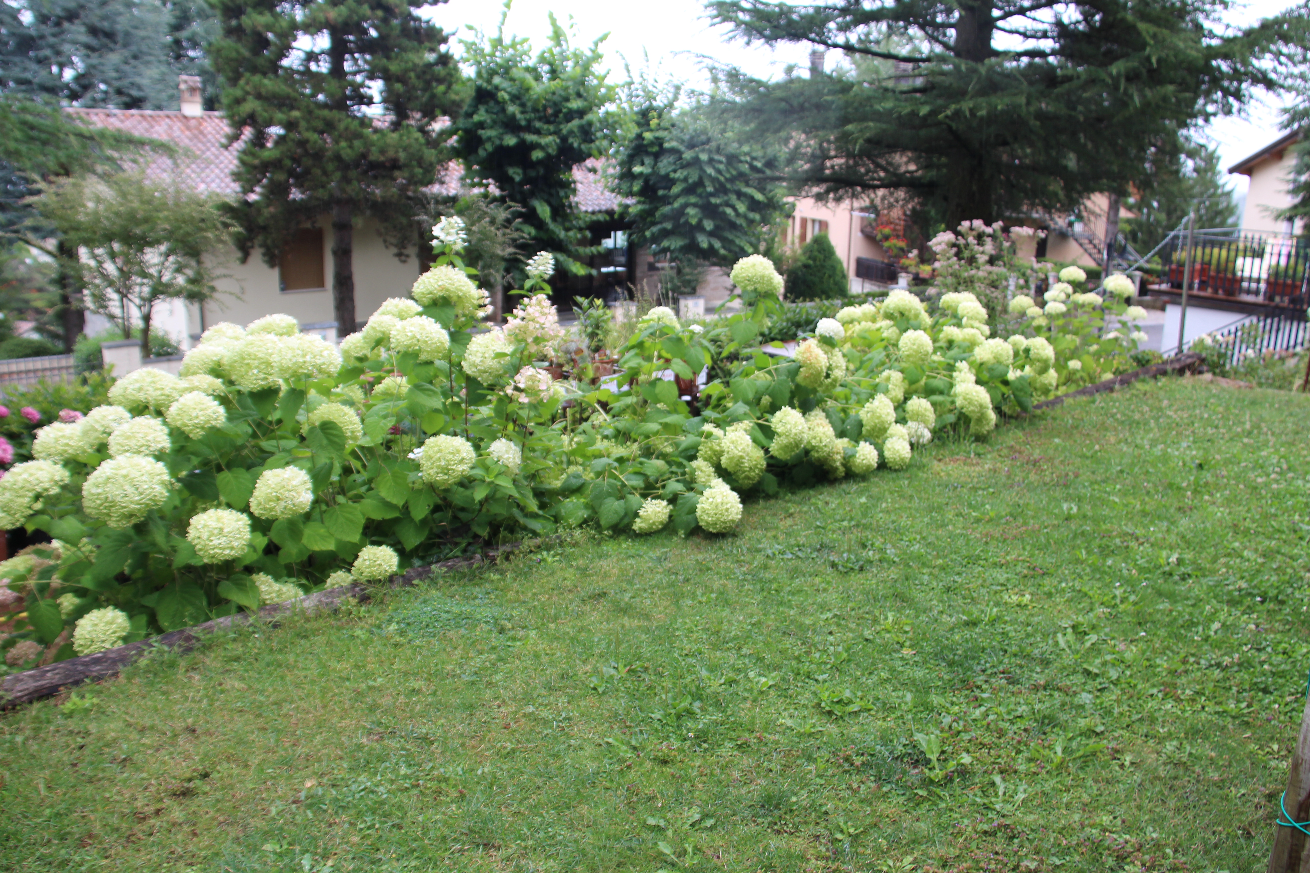 Le ortensie lungo il prato