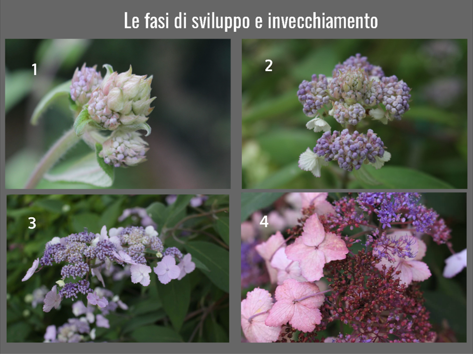 Le fasi di sviluppo e invecchiamento
