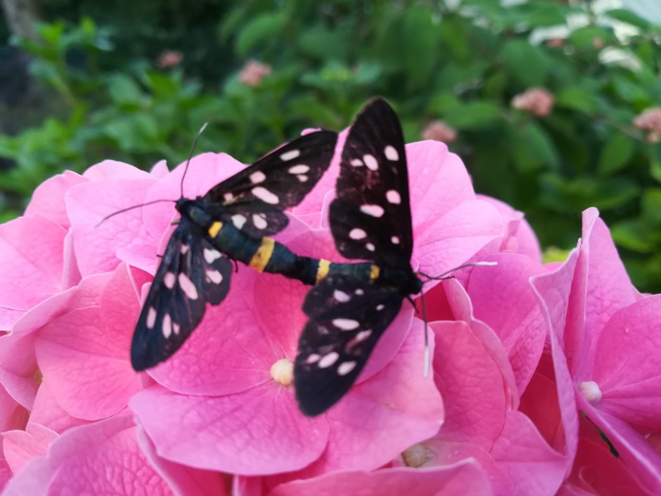 Due insetti sui fiori rosa