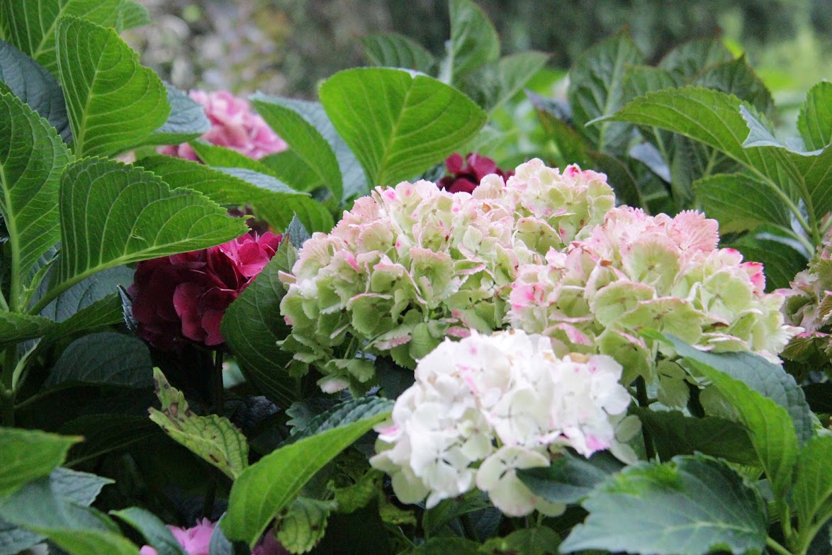 Sfumature di rosa e verde
