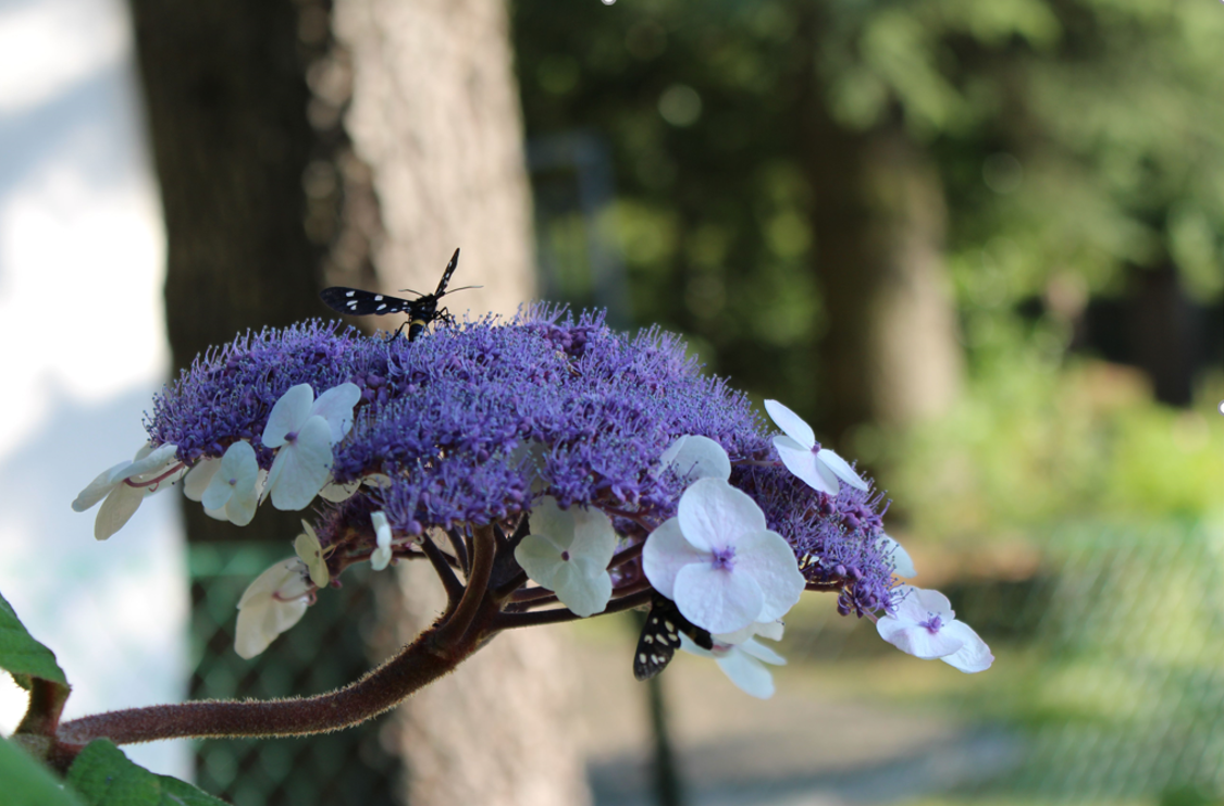 Piccoli visitatori sui fiori