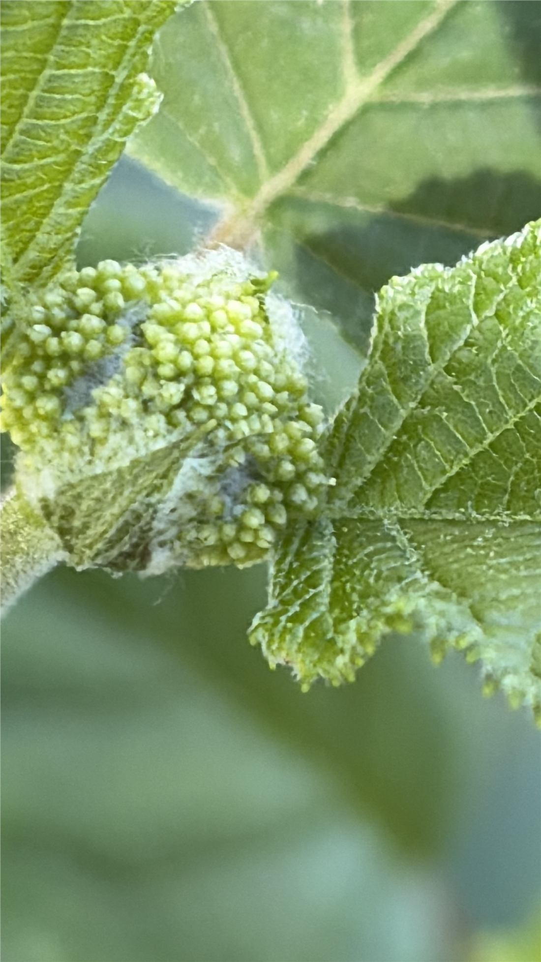 Uno dei primi fiori ottenuti da seme