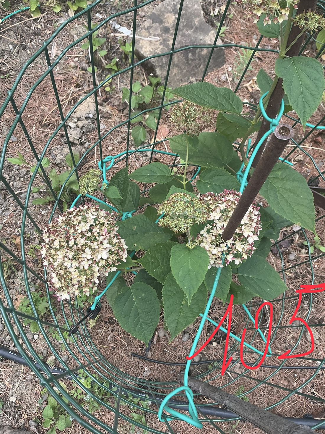 Una nuova fioritura nel giardino
