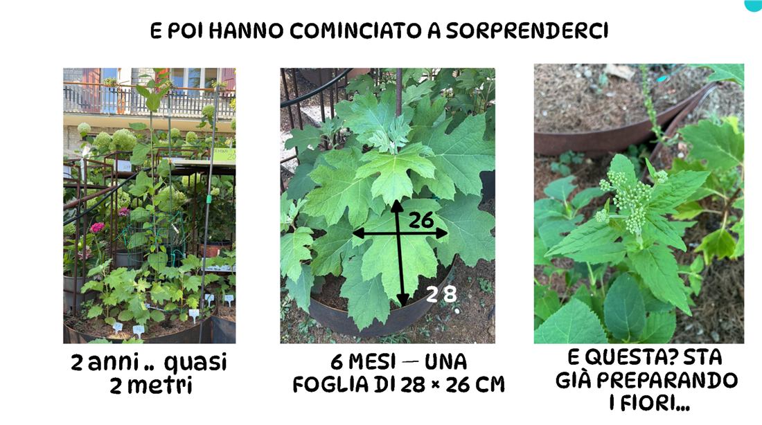 Confronto tra le prime ortensie fiorite