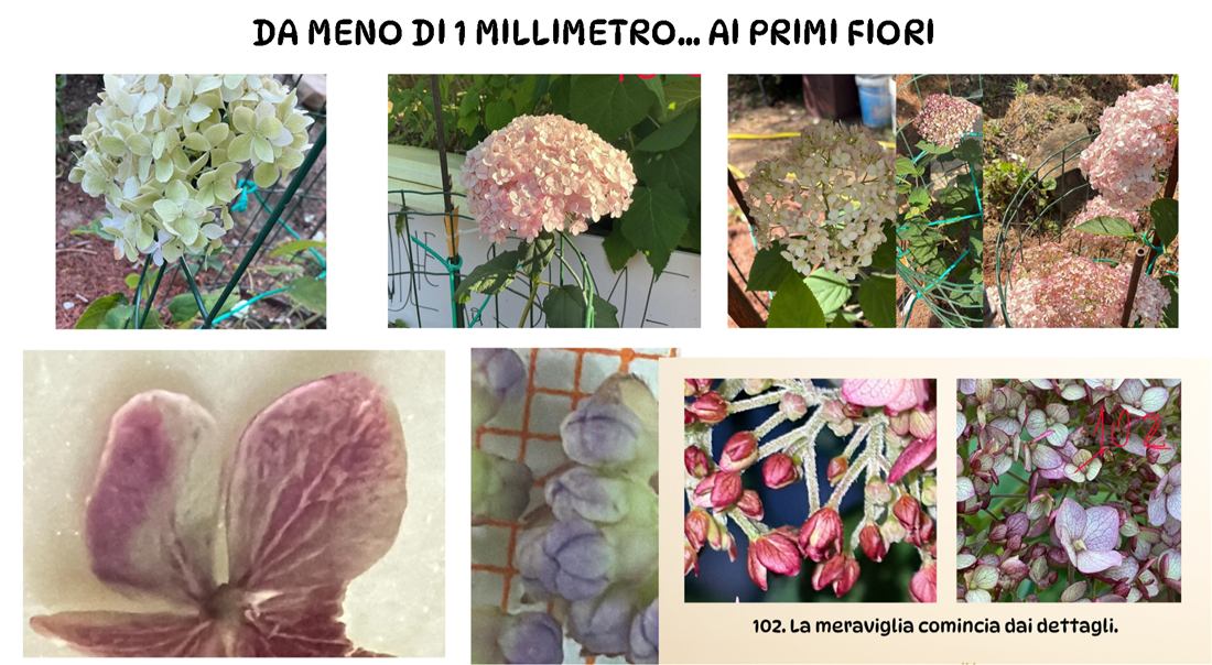 Una delle prime piante nate da seme