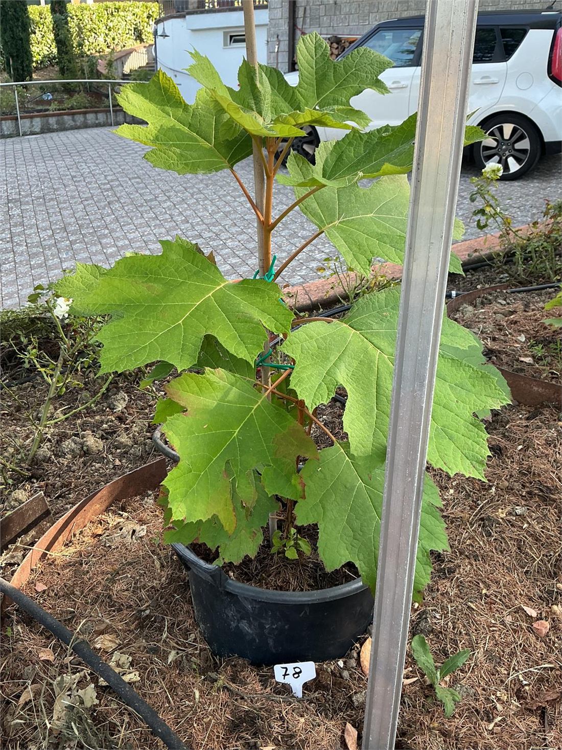 Una quercifolia di 80 centimetri a sette mesi dalla semina