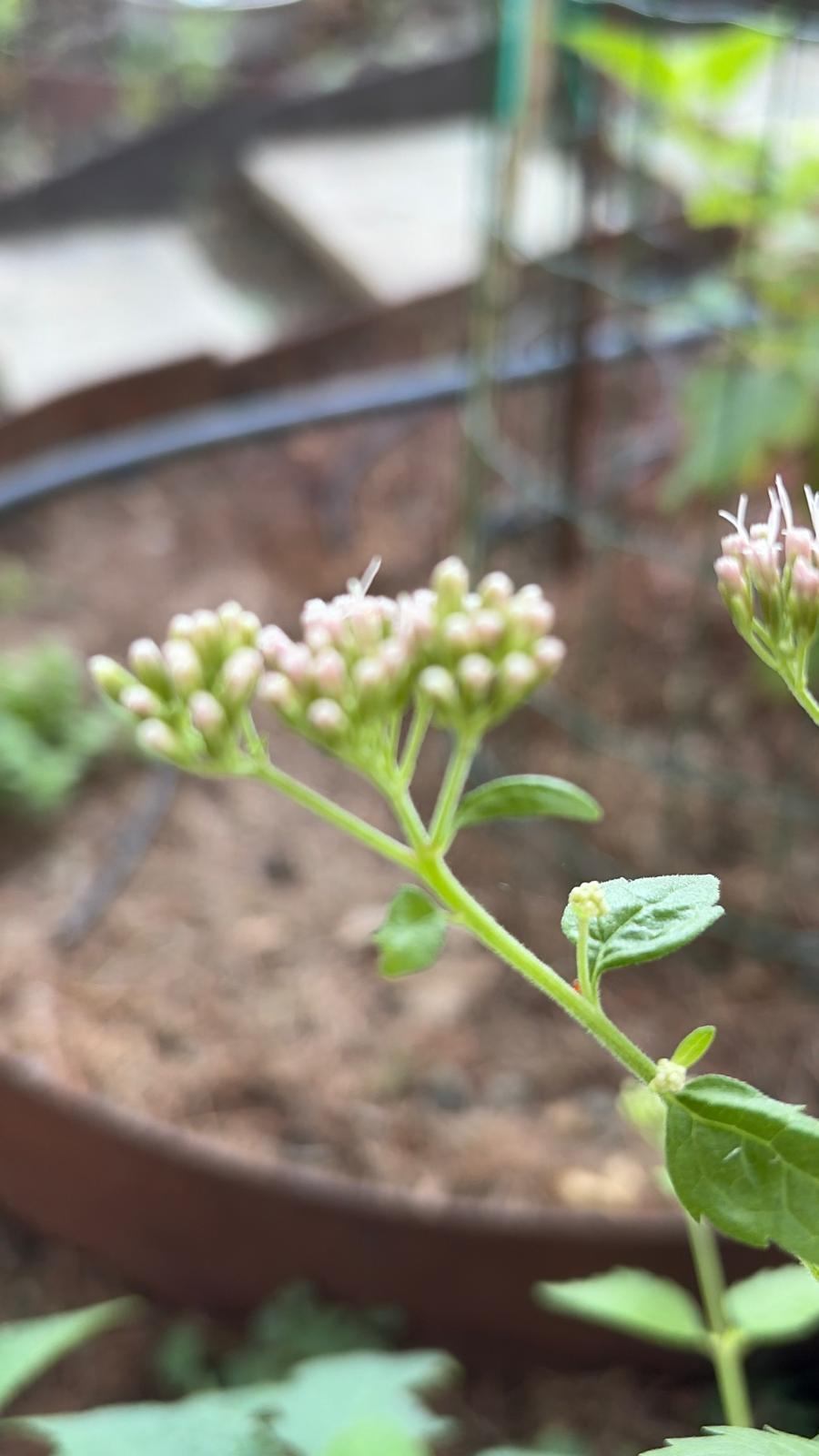 Una pianta inizialmente scambiata per ortensia