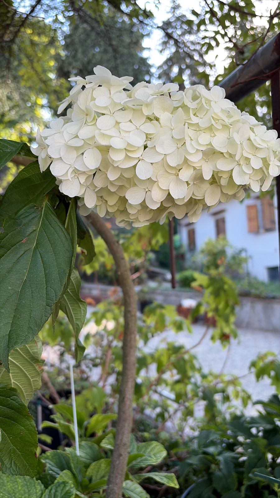 Una paniculata in piena fioritura il 10 settembre