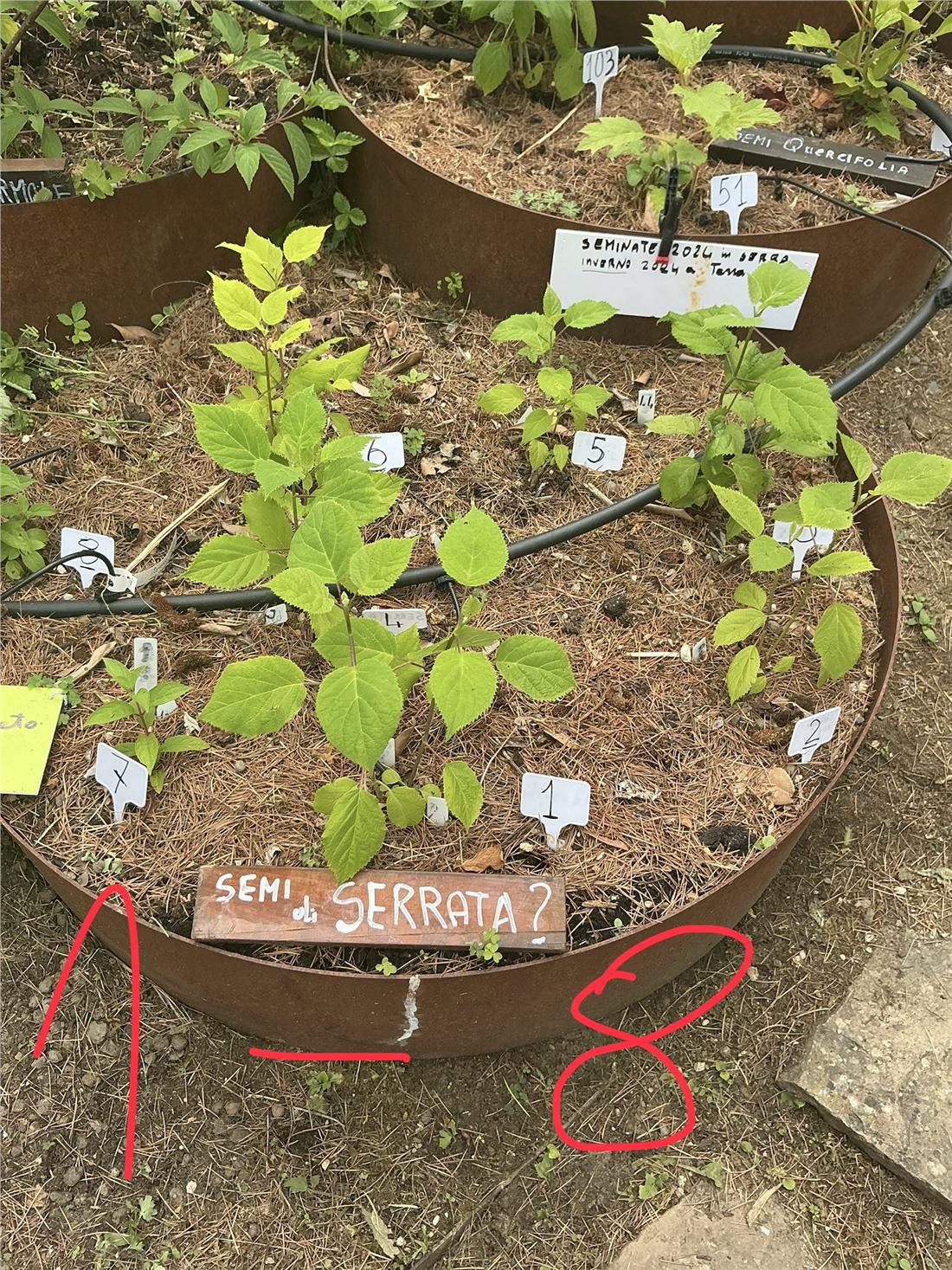 La struttura del Giardino delle Ortensie da Seme