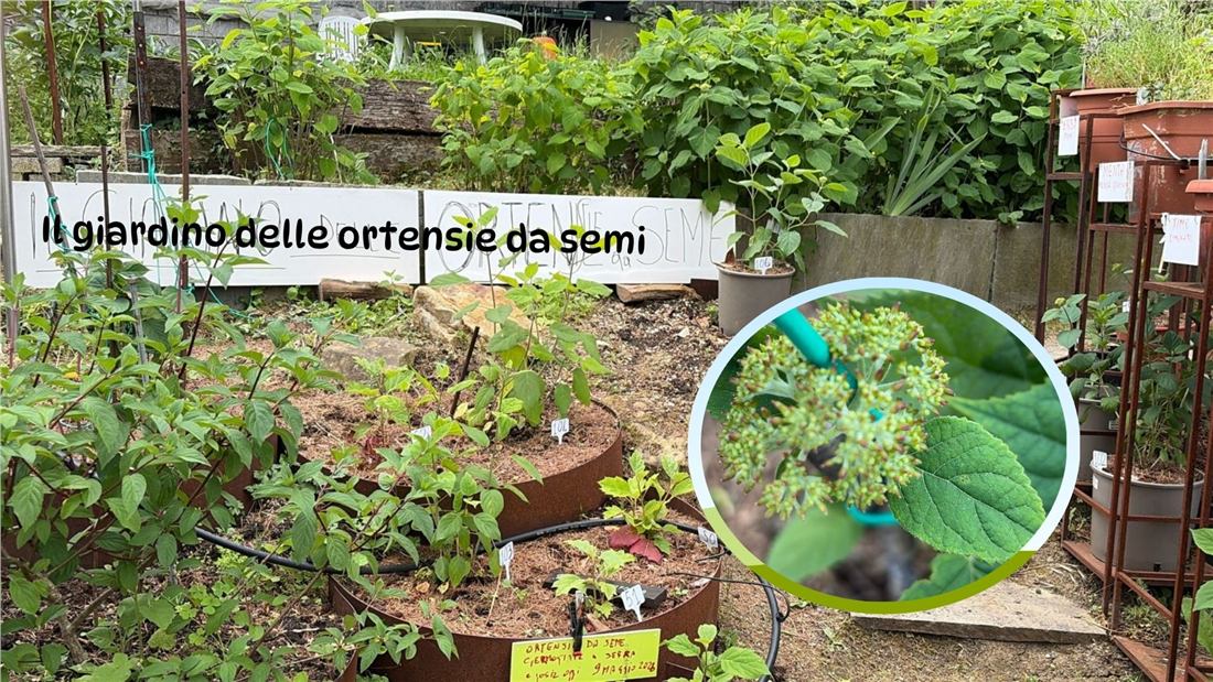Piante protette nella struttura del giardino