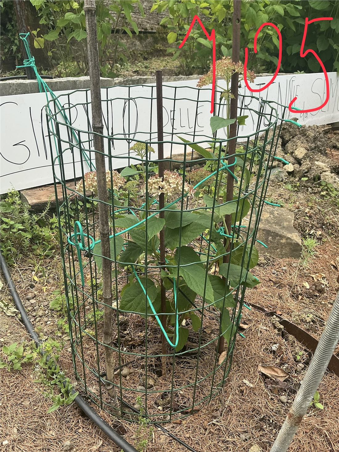 Un settore del giardino in costruzione
