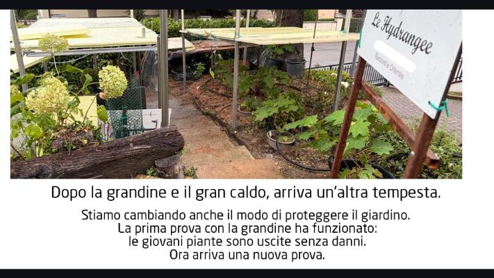 Organizzazione delle giovani ortensie nel giardino