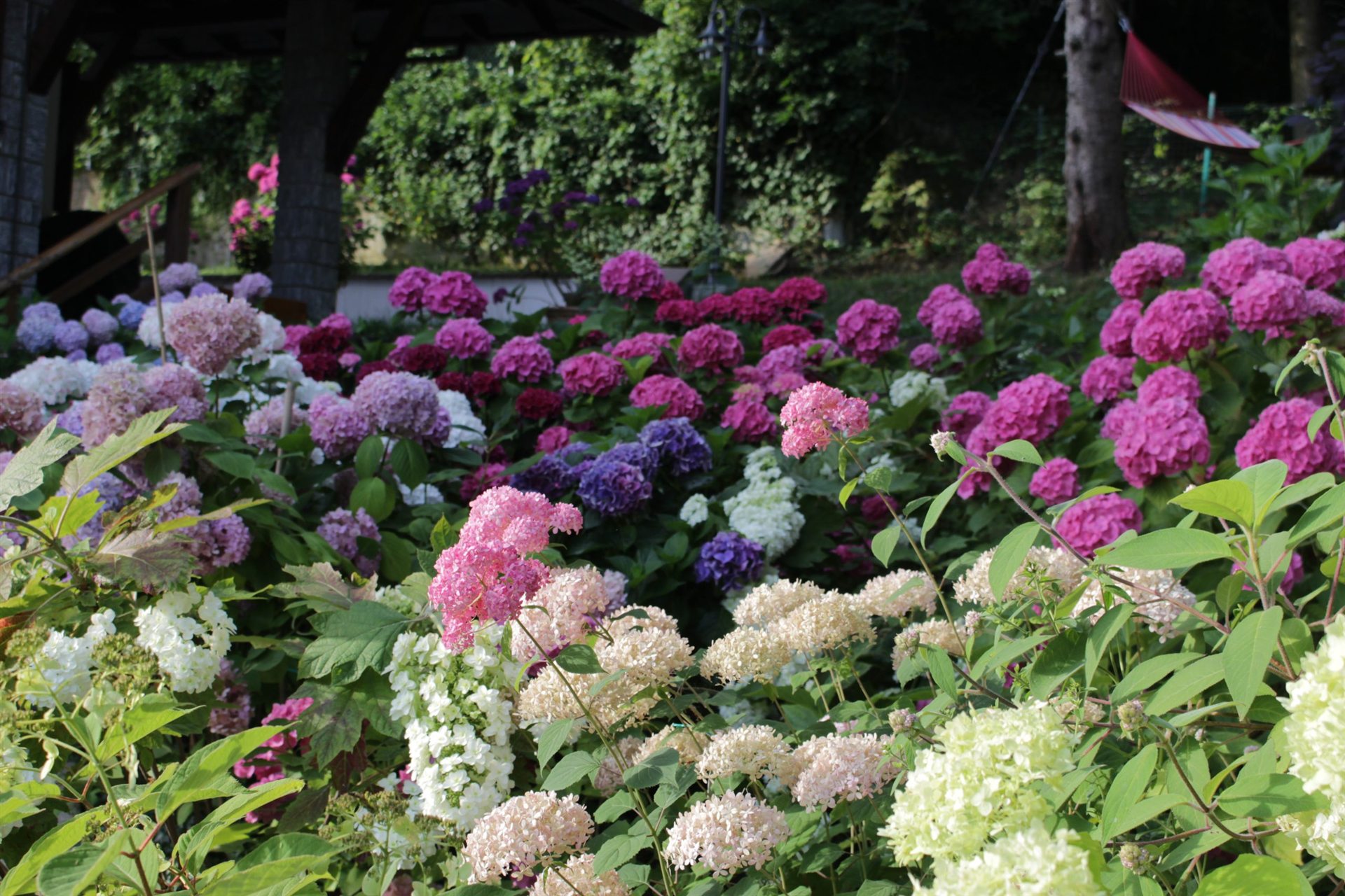 Il giardino di ortensie a Serramazzoni