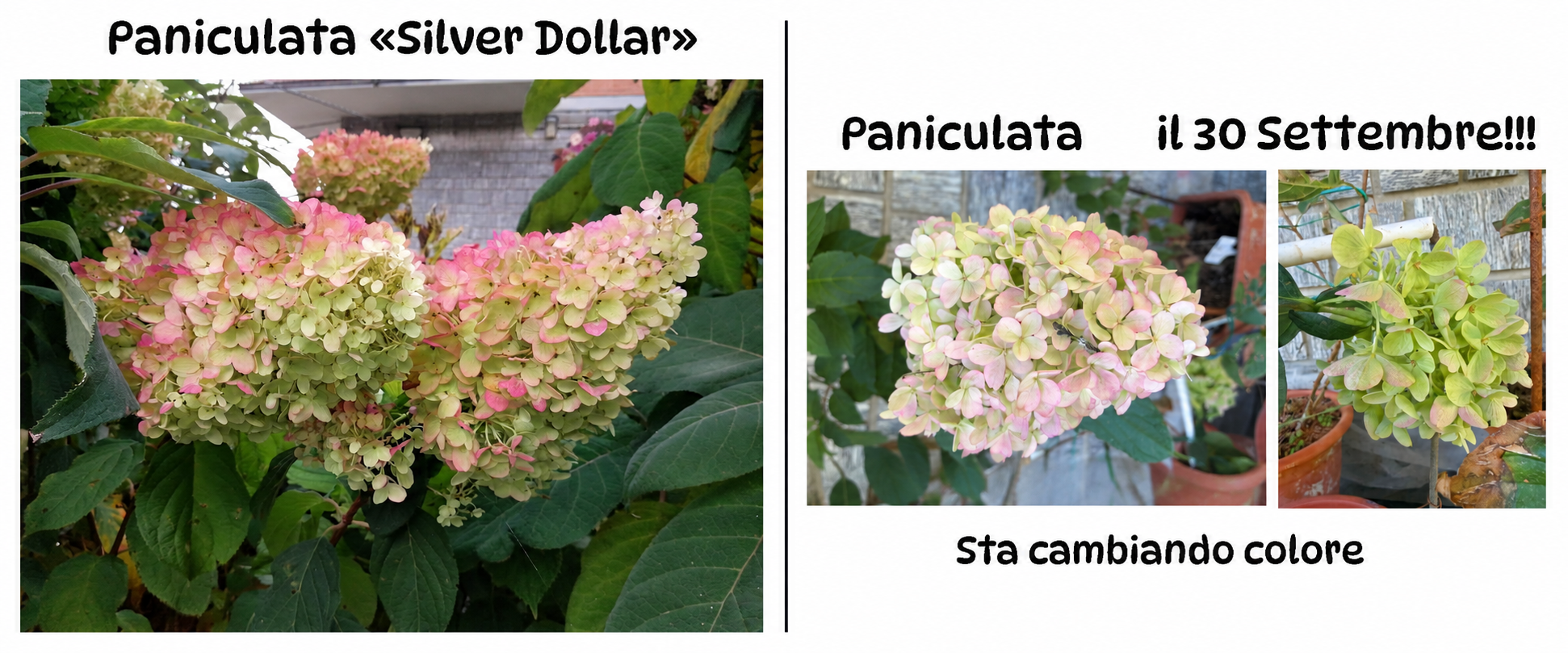 Fioriture tra verde e rosa