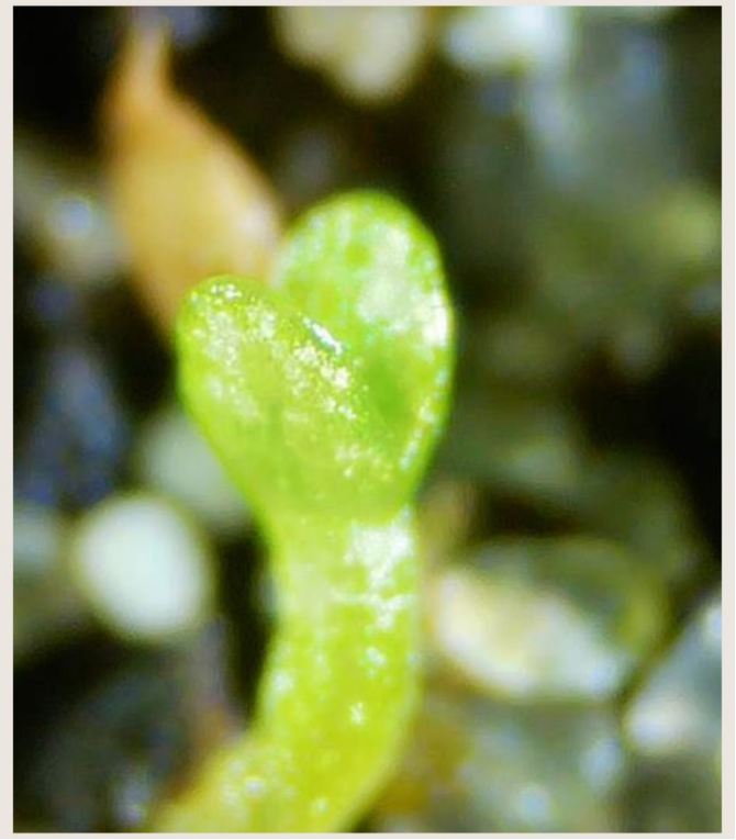 La prima germinazione di un seme di ortensia