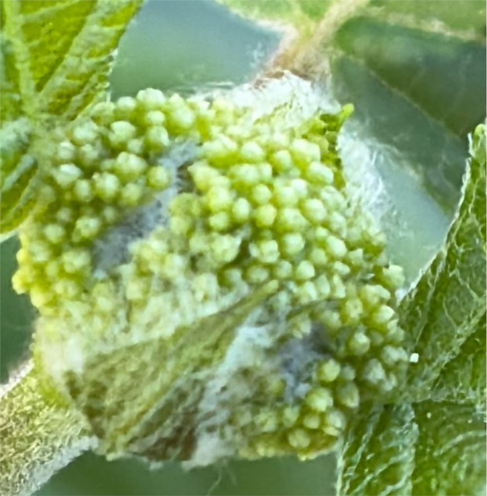 Il primo fiore di una nuova ortensia