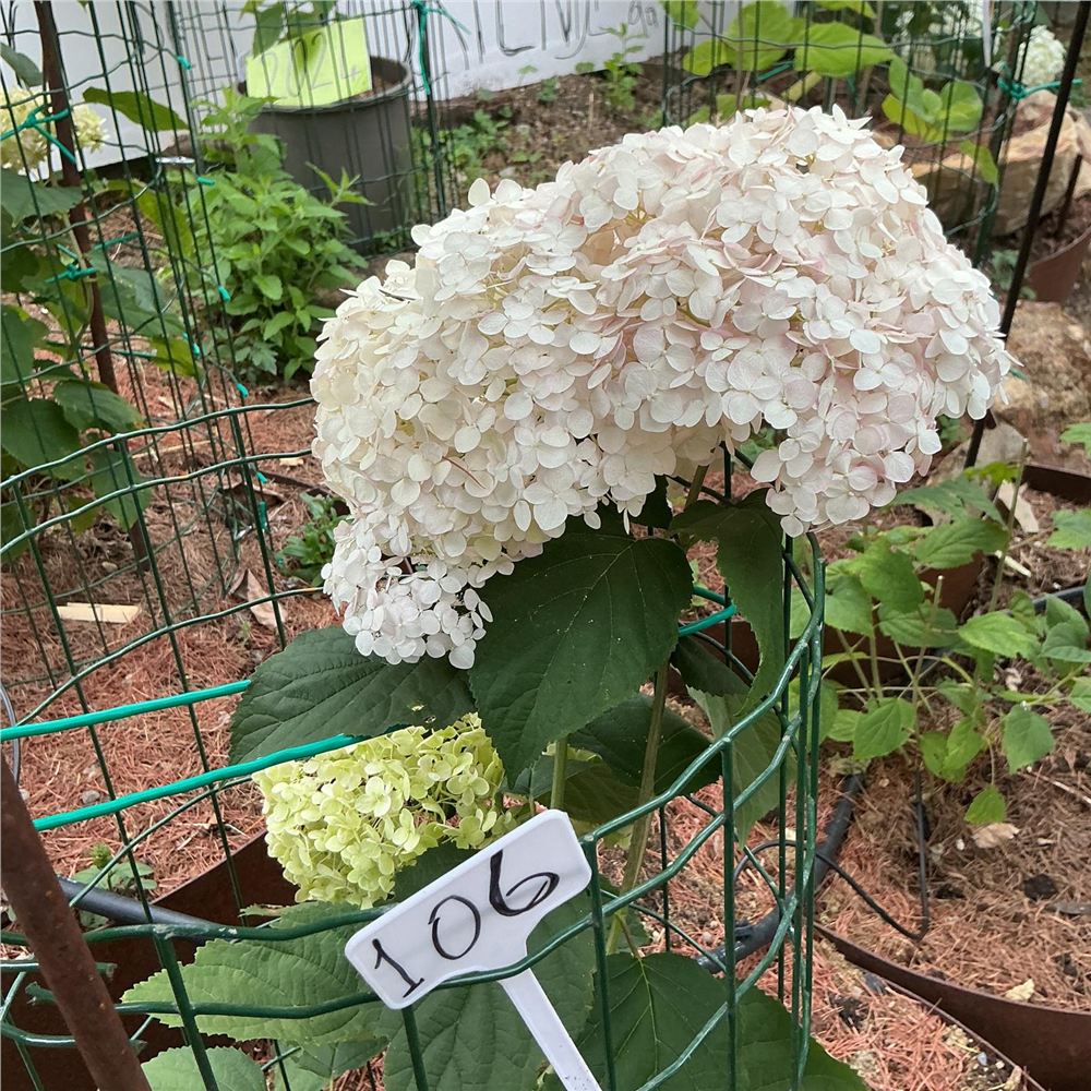 La nuova pianta entra nel Giardino delle Ortensie da Seme