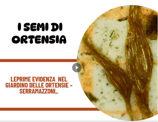I semi di ortensia, le prime evidenze nel giardino di Serramazzoni