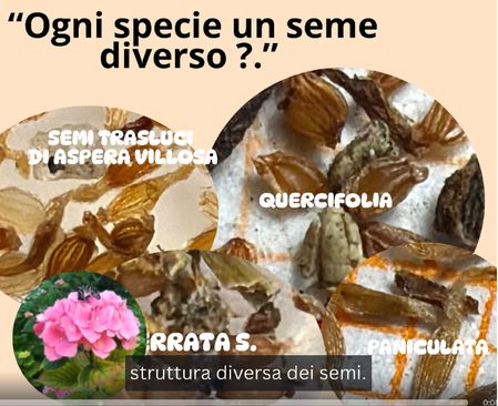 Confronto tra semi di diverse specie di ortensia