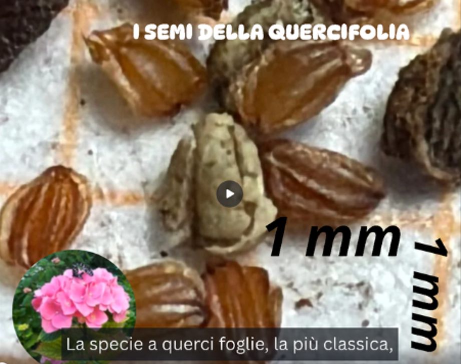 Semi di ortensia quercifolia accanto alla scala di un millimetro