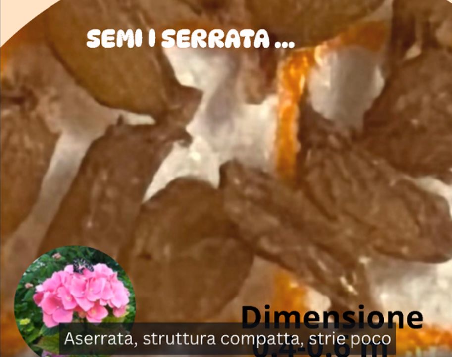 Semi compatti di ortensia serrata