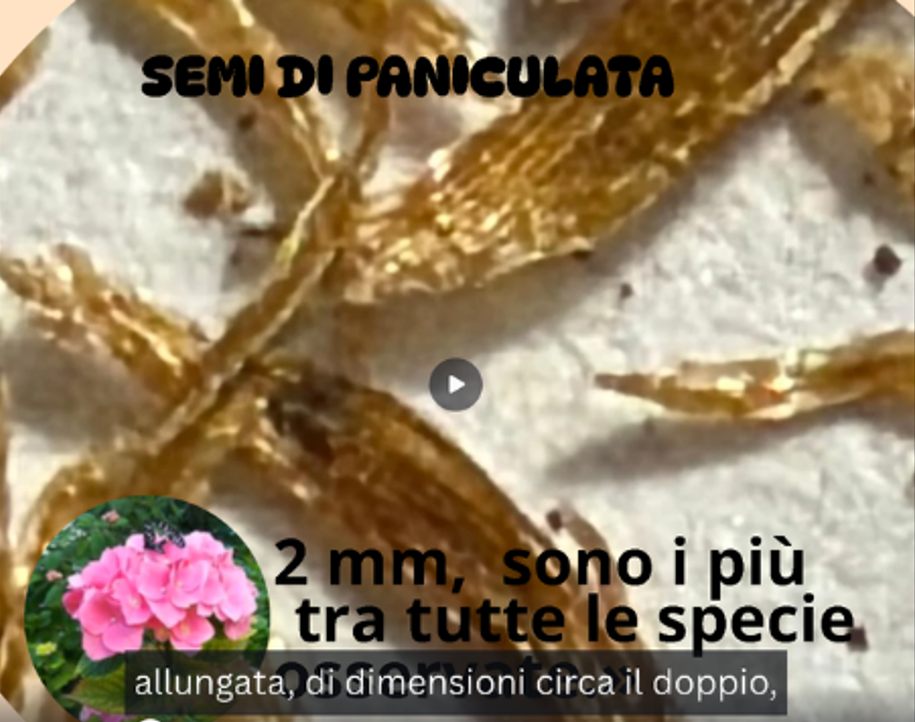 Semi allungati di ortensia paniculata