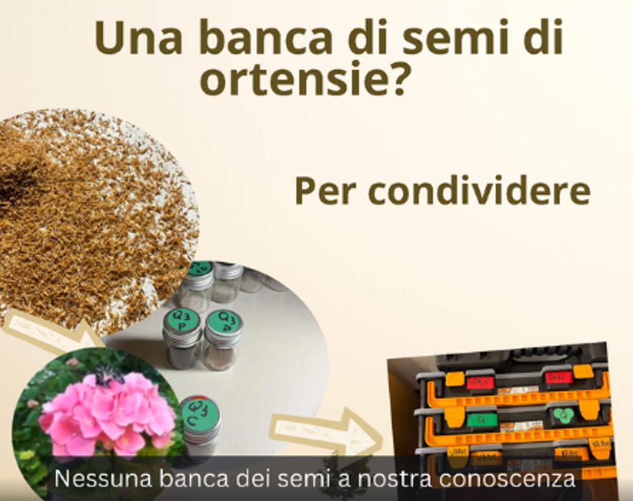 Raccolta e conservazione nella banca dei semi di ortensia